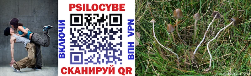 Псилоцибиновые грибы Psilocybe  блэк спрут ссылка  Ладушкин 